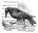 raven-or-corvus-sp-vintage_small